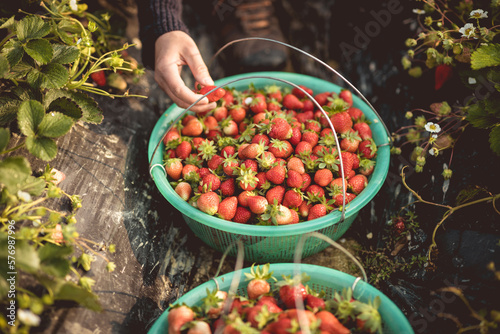 Harvest strawberry fruits  in spring garden