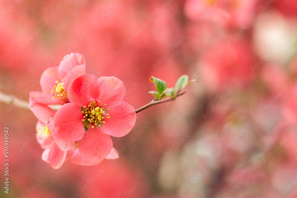 Red quince flowers on a tree branch close-up on a blurred background. Copyspace. Selective focus. Red quince flowers on a tree branch close-up on a blurred background. Copyspace. Selective focus.
