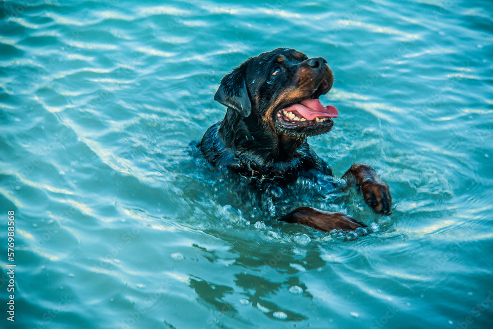 Monica plays in Red Sea Beach celebrating National Puppy Day found in USA, It exists to honor our four-legged friends, shot is selective focus with shallow depth of field. Taken at Hurghada, Egypt. Monica plays in Red Sea Beach celebrating National Puppy Day found in USA, It exists to honor our four-legged friends, shot is selective focus with shallow depth of field. Taken at Hurghada, Egypt.