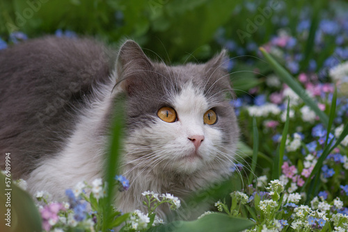 Portrait of a young cat on the street outside.Closeup of  short hair cat in the garden.