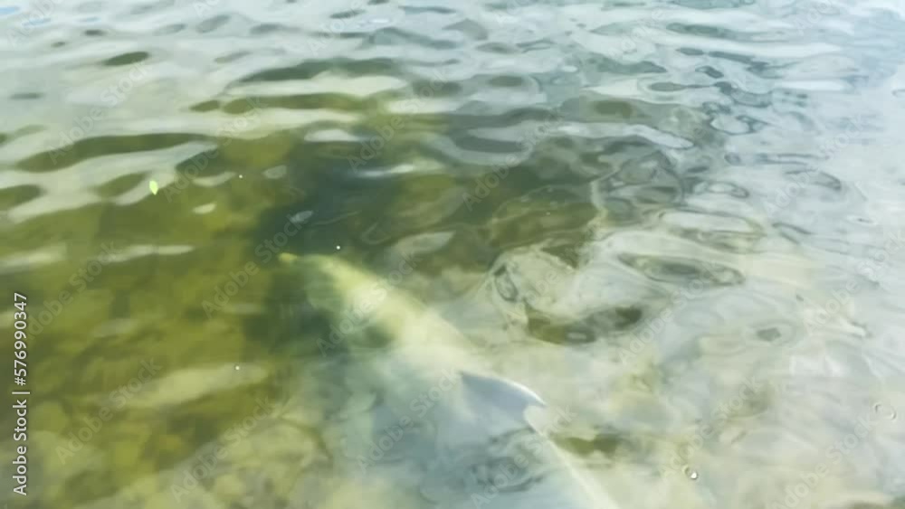 Wildlife Dolphin Swimming Underwater Close to Surface in Tampa Region Florida, Slow Motion View Wildlife Dolphin Swimming Underwater Close to Surface in Tampa Region Florida, Slow Motion View