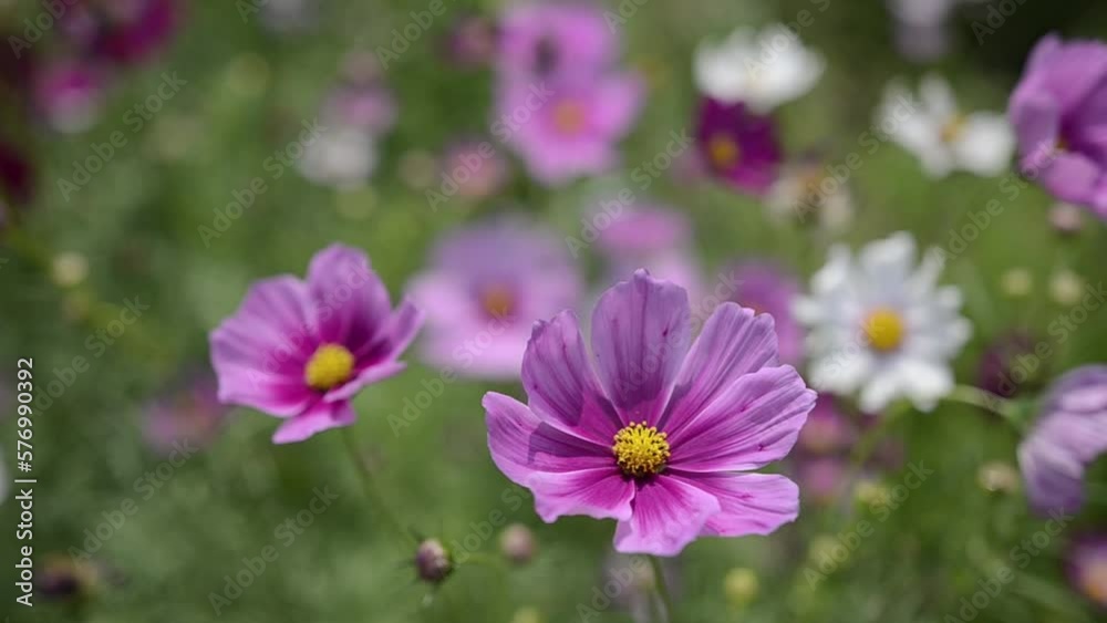 In summer, there are a variety of flowers to admire In summer, there are a variety of flowers to admire