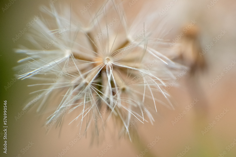 parachute flower dandelion Macro