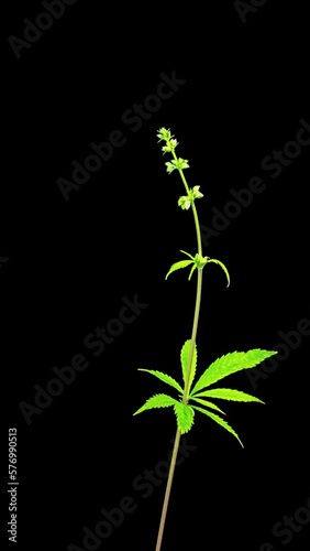 Cannabis sprouts grow quickly, vertical  time-lapse with ALPHA matte