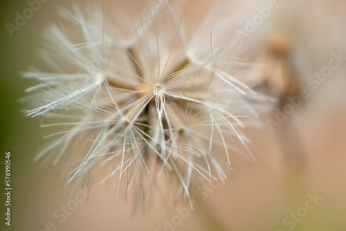 parachute flower dandelion Macro