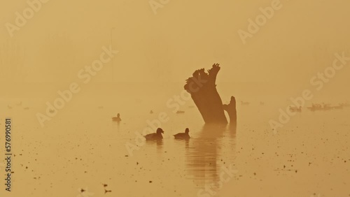 Medium shot of ducks and other water fowl swimming on a lake near a partially submerged tree stump on a misty early morning photo