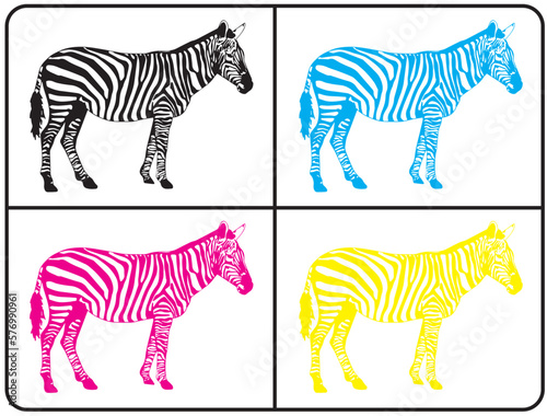 set of zebras