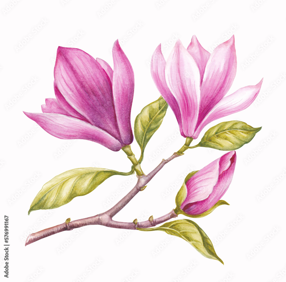 Naklejka premium Watercolor pink Magnolia. Rose spring floral