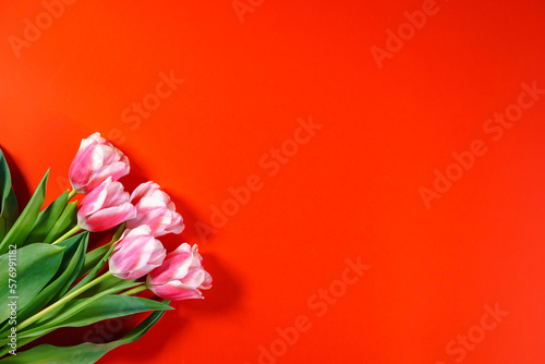 Fototapeta Pink tulips on a red background