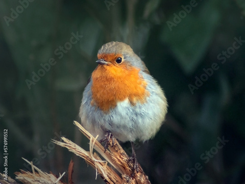 Close-up of robin on a branch shot from front on green leaves background © Ilze