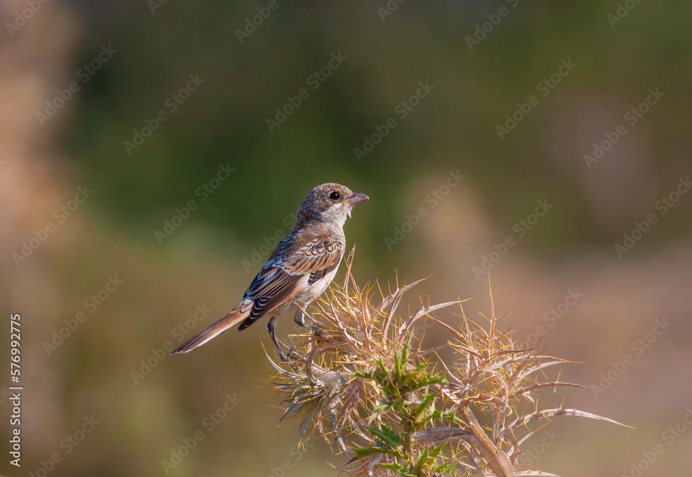 bird looking around in woodland, Woodchat Shrike, Lanius senator bird looking around in woodland, Woodchat Shrike, Lanius senator
