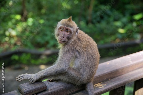 Full body shot of a young cynomolgus monkey sitting on a wooden railing and looking directly into the camera, diffuse rainforest in the background. © Monika