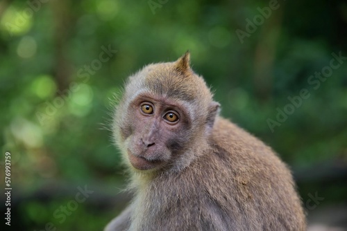 Portrait close-up of a young cynomolgus monkey looking directly into the camera, the rainforest diffuse in the background. photo