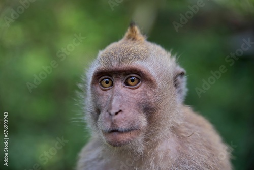 Portrait close-up of a young cynomolgus monkey looking into the distance, the rainforest diffuse in the background.