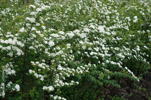Fototapeta Naklejka Na Ścianę i Meble -  Lots of white flowers of Spiraea vanhouttei in May