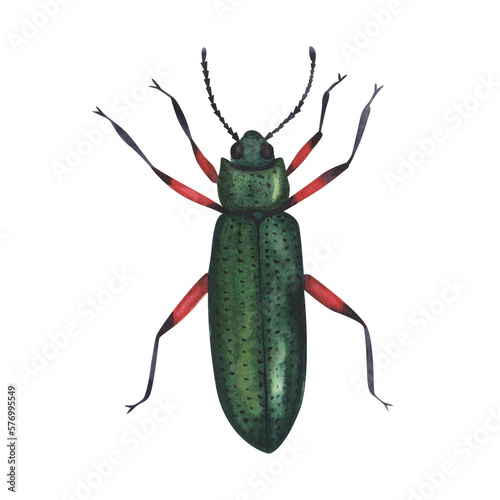 Realistic beetles insect isolated on white background. Watercolor hand drawn animal bugs llustration for design © AnikaKorr