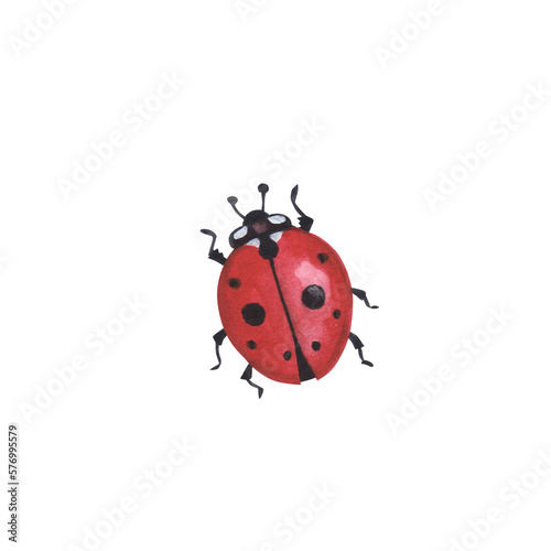 Realistic beetles insect isolated on white background. Watercolor hand drawn ladybug llustration for design © AnikaKorr