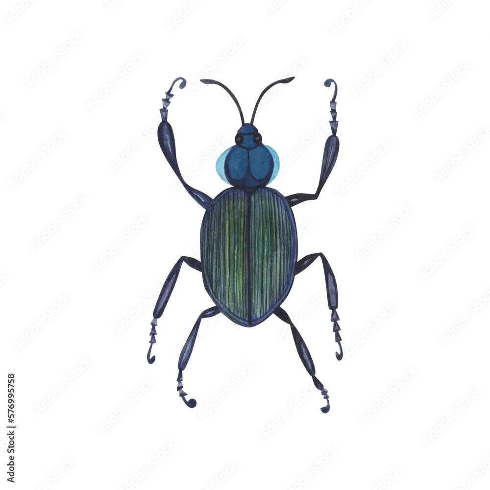 Realistic blue beetles insect isolated on white background. Watercolor hand drawn animal bugs llustration for design Realistic blue beetles insect isolated on white background. Watercolor hand drawn animal bugs llustration for design