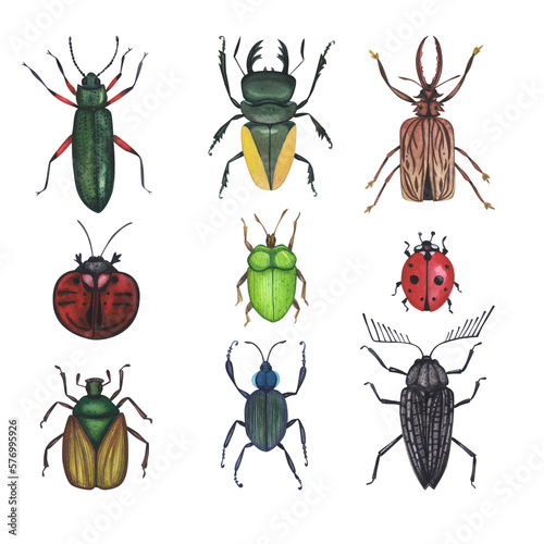 Set Realistic beetles insect isolated on white background. Watercolor hand drawn animal bugs llustration for design