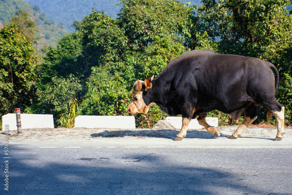 Drung OX or Gayal a mountain animal. also known as a Mithun. Drung OX or Gayal a mountain animal. also known as a Mithun.