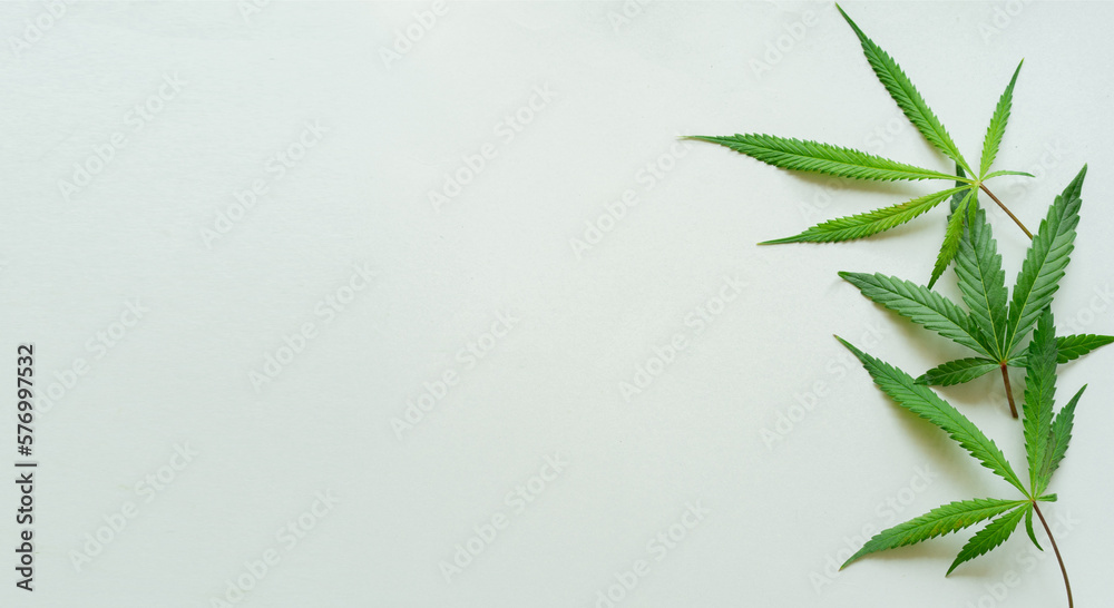close up top view on cannabis leaves and branches on white background for alternative medical and marketing design concept
close up top view on cannabis leaves and branches on white background for alternative medical and marketing design concept