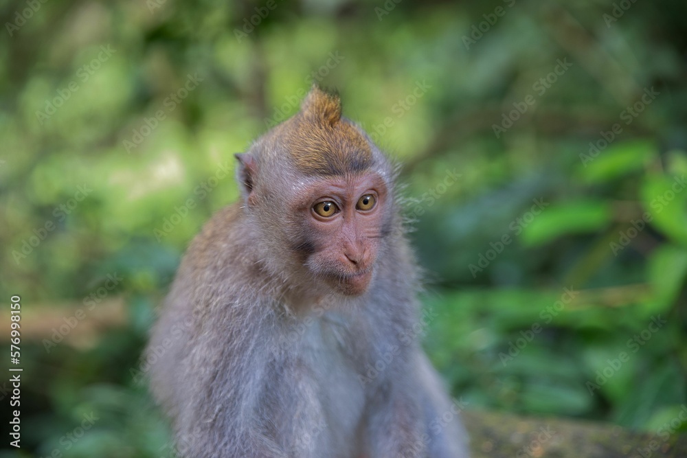 Close-up of a young cynomolgus monkey taken from the front, with the rainforest diffused in the background.