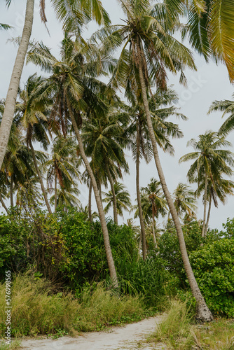 Wallpaper Mural Palms Torontodigital.ca