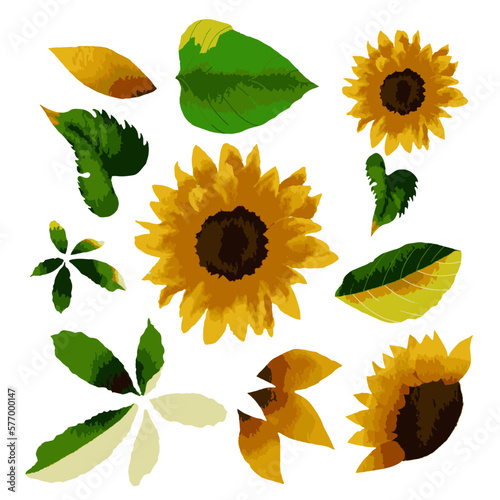 Vector Botanical set of wild flowers set of separate parts and bring together to beautiful bouquet of flowers in water colours
