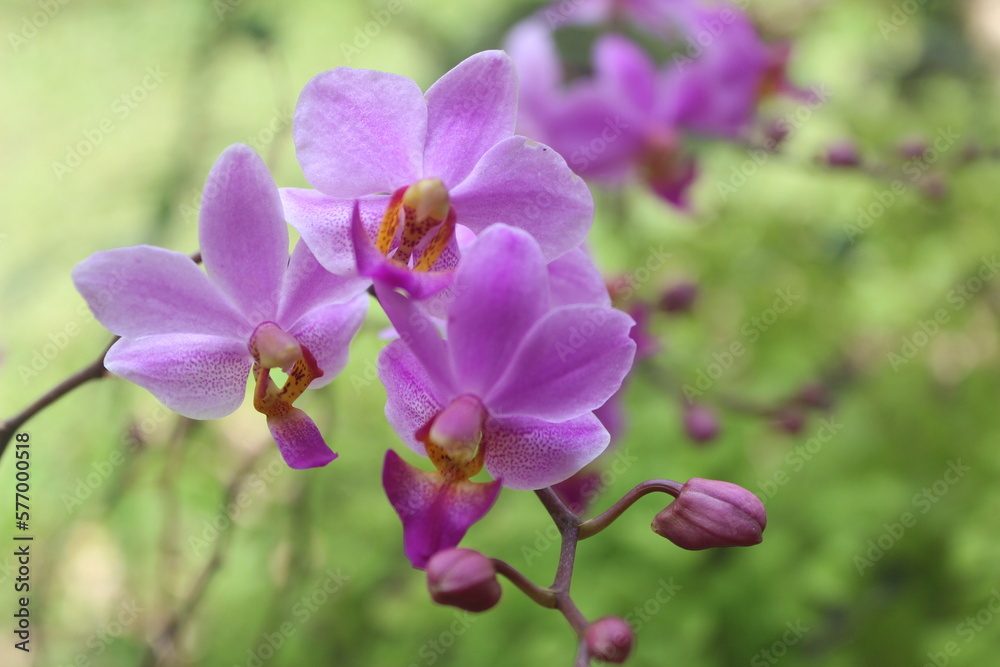 purple doritis orchid flower (Phalaenopsis pulcherrima) blooming with blurry background purple doritis orchid flower (Phalaenopsis pulcherrima) blooming with blurry background