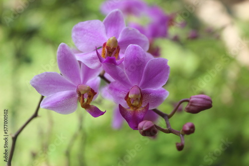 purple doritis orchid flower  Phalaenopsis pulcherrima  blooming with blurry background
