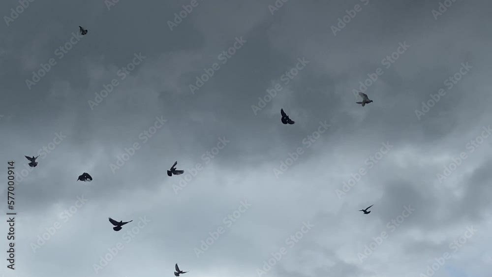 Silhouettes of pigeons flying through a dark sky. As storm approaches, opportunities arise in urban travel, research, and sustainable business. Silhouettes of pigeons flying through a dark sky. As storm approaches, opportunities arise in urban travel, research, and sustainable business.
