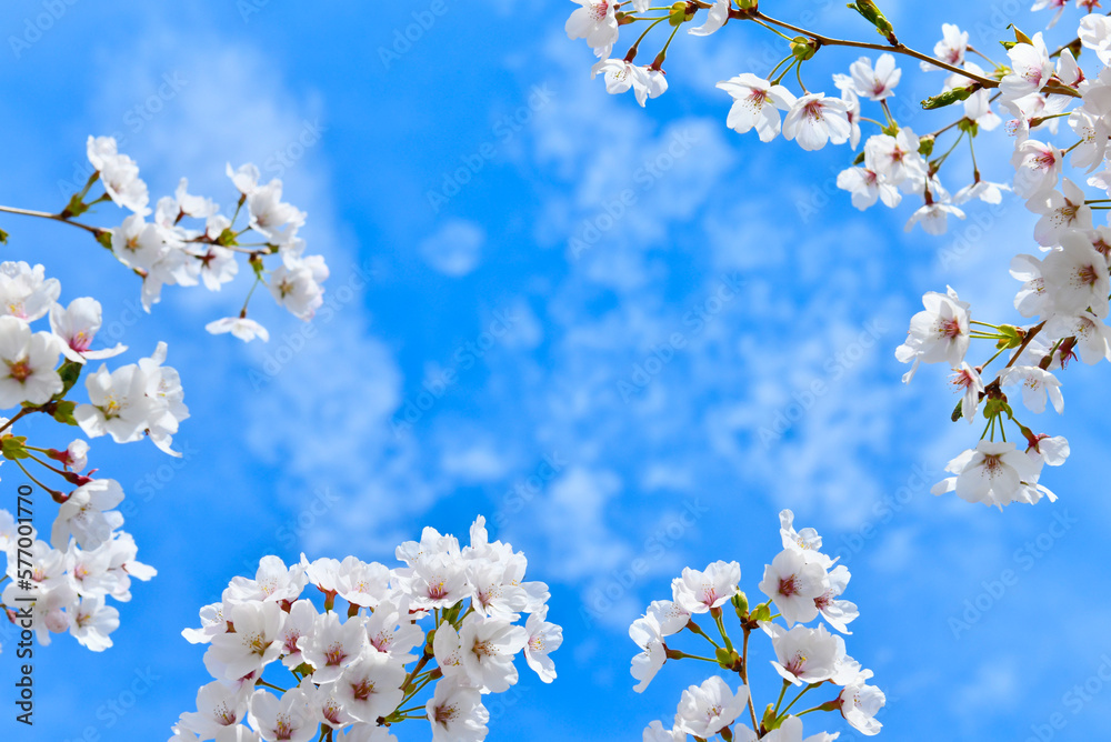 桜と青空 桜と青空