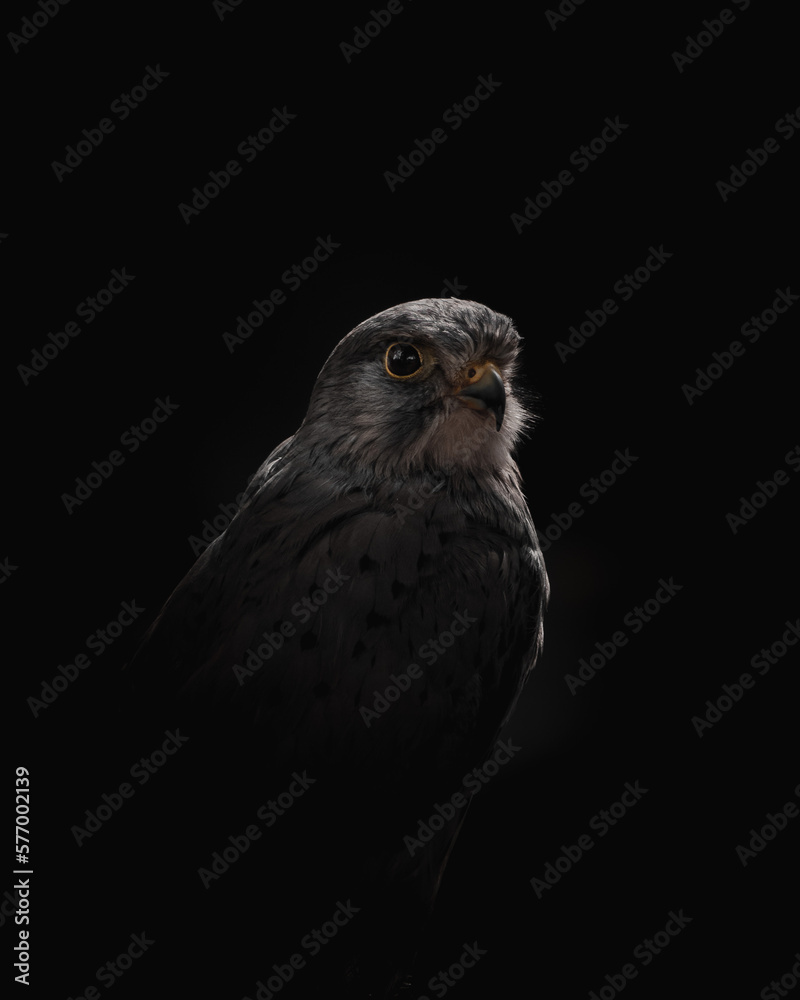 Fototapeta premium bird of prey