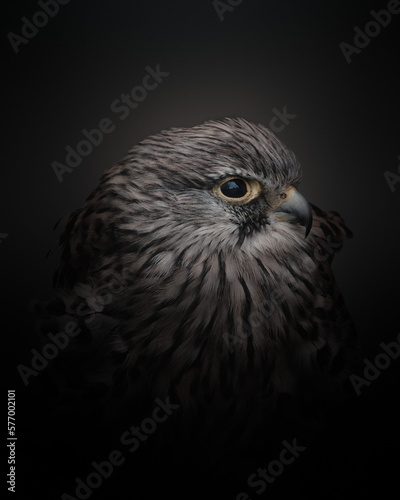 Photography bird portrait
