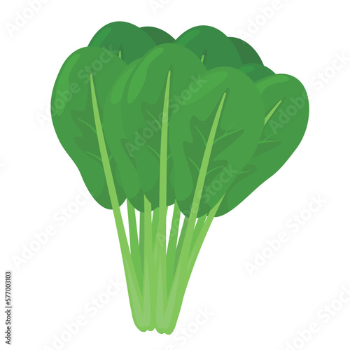 Vector illustration of Japanese mustard spinach.
