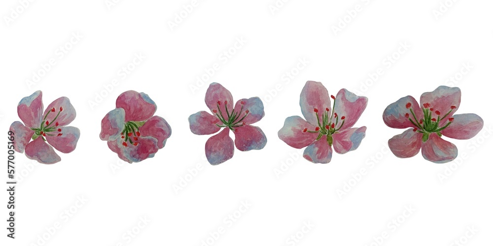 Set of watercolor spring glowers on white background. Spring sakura cherry blooming flowers. Set of watercolor spring glowers on white background. Spring sakura cherry blooming flowers.