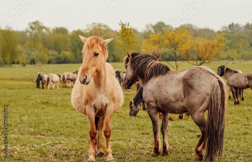 wild horses that live in an urban environment  Jelgava Latvia