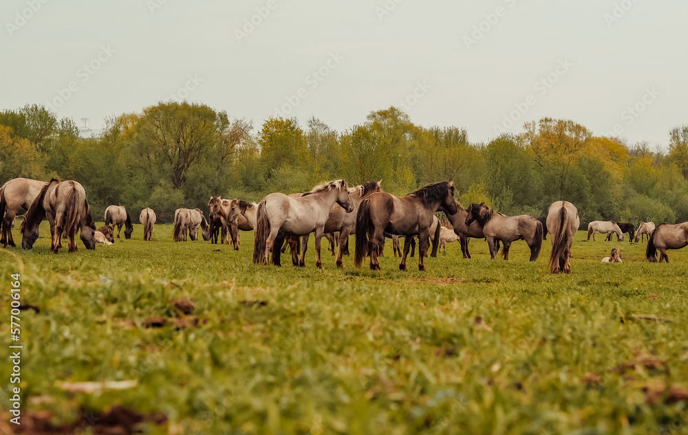 wild horses that live in an urban environment, Jelgava Latvia wild horses that live in an urban environment, Jelgava Latvia