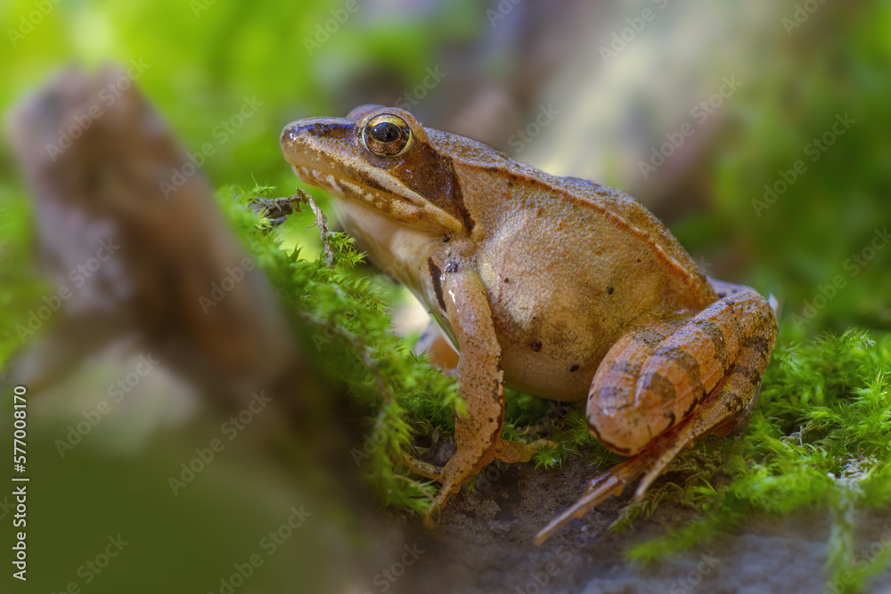 Obraz premium an brown frog sits in a deciduous forest