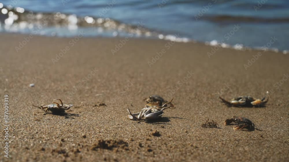 Dead crabs near the sea. Ecological catastrophy. Dead crabs near the sea. Ecological catastrophy.