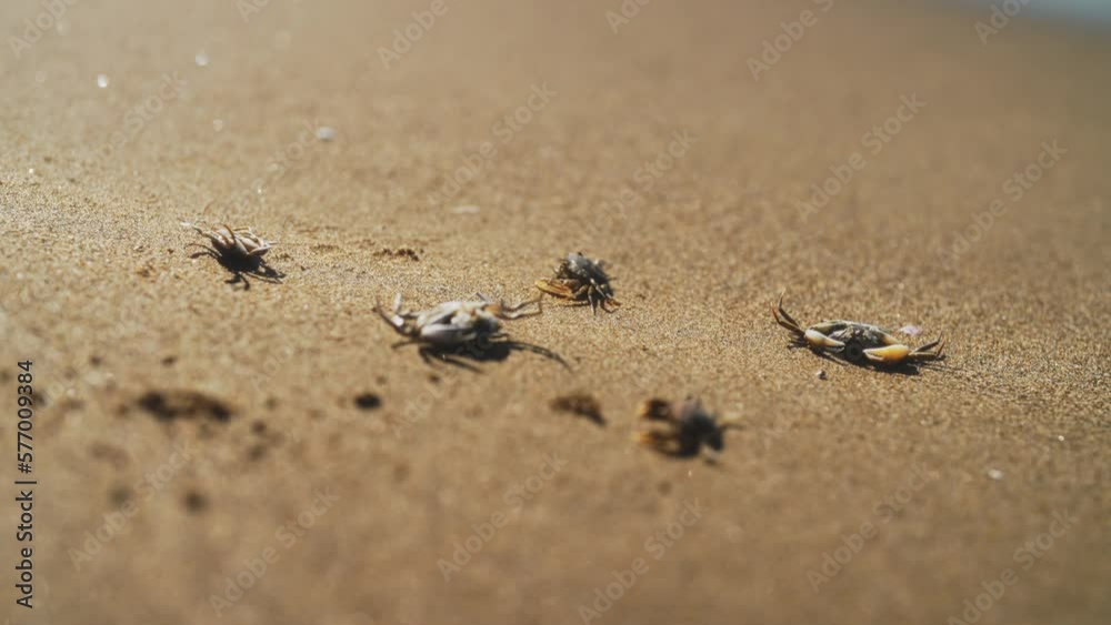 Dead crabs near the sea. Ecological catastrophy. Dead crabs near the sea. Ecological catastrophy.