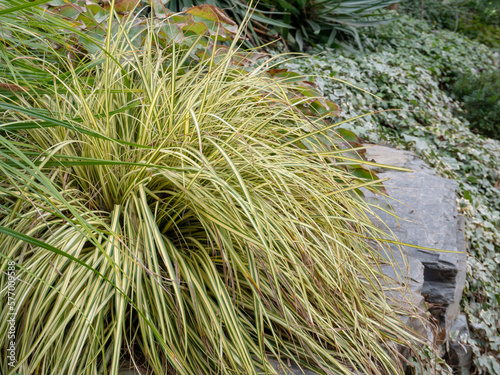 Photo Carex oshimensis or Japanese sedge plant with striped green golden foliage