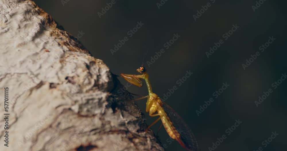 Mantispidae or mantid lacewing sitting on a wooden trunk against a dark background Mantispidae or mantid lacewing sitting on a wooden trunk against a dark background