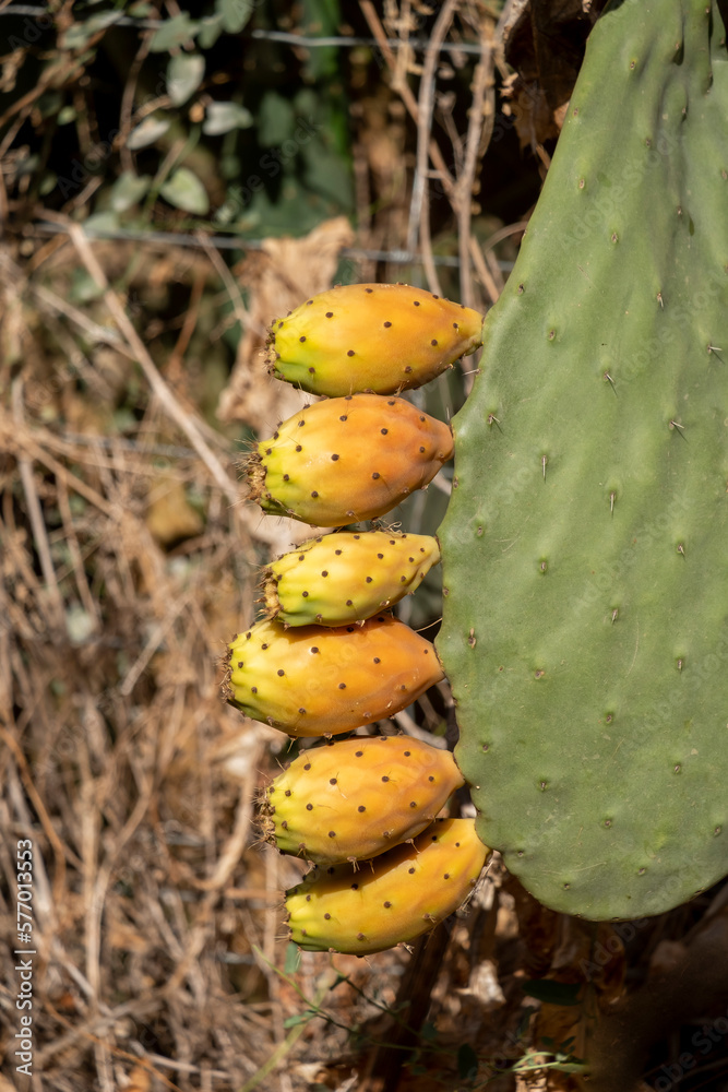 Buds and flower of prickly pear against the sun. Buds and flower of prickly pear against the sun.