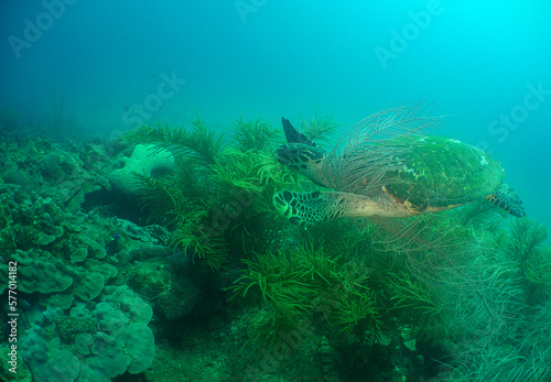 a hawksbill turtle in its natural environment in the caribbean sea