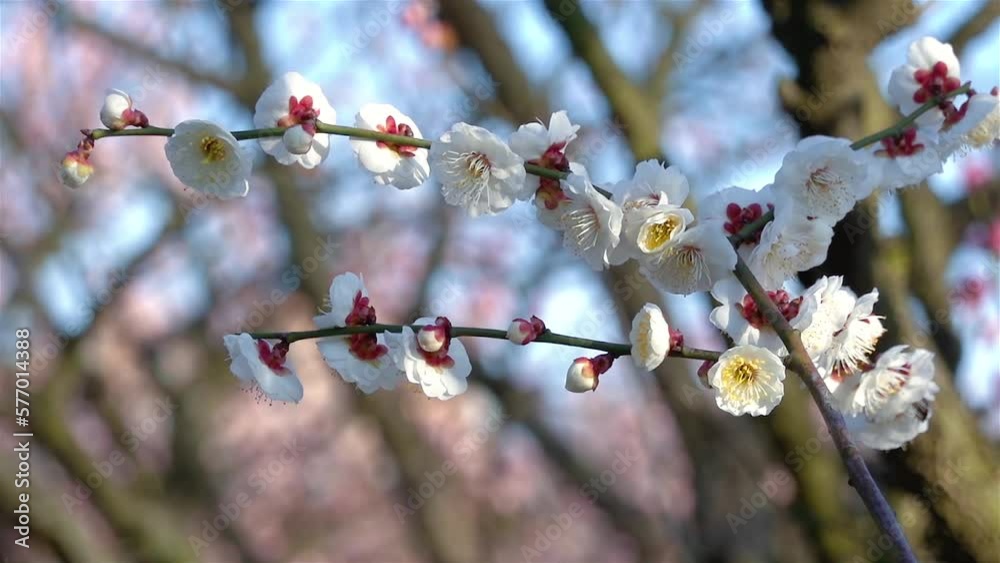 White plum blossom landscape in spring White plum blossom landscape in spring