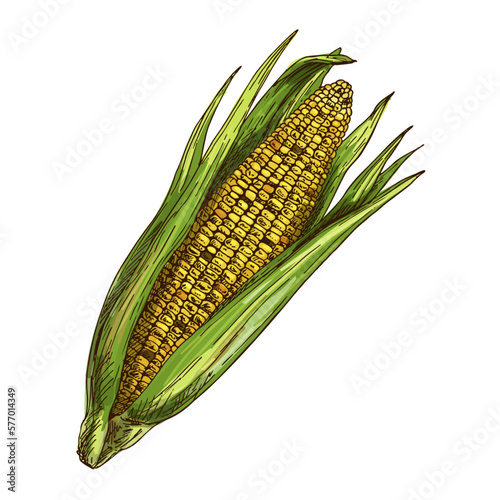 Vector sketch illustration ear of corn or maize