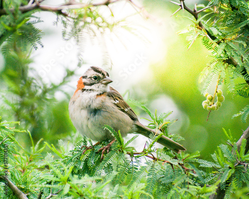 Rufous-collared Sparrow (Zonotrichia capensis). south american species. Argentine birds photo