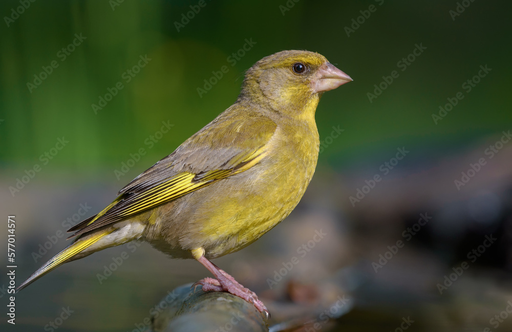 Male European Greenfinch (Chloris chloris) sitting on old branch with green background and sweet morning light Male European Greenfinch (Chloris chloris) sitting on old branch with green background and sweet morning light