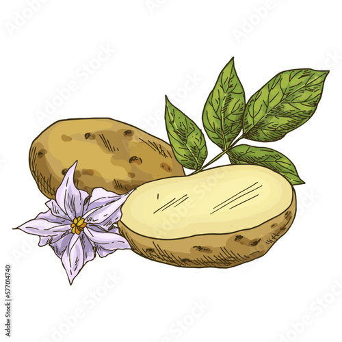Sketch of a potato sliced in half. Vector plant.